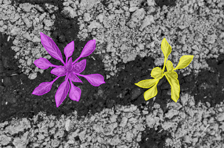 Bounding Box Annotation for Autonomous Vehicle